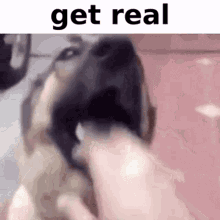 Get Real Dog GIF - Get Real Dog Hand GIFs