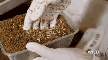 Maggots National Geographic GIF - Maggots National Geographic The Bug House GIFs