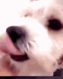 Simon_xcx Dog Licking GIF