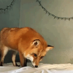 Fox Excited GIF - Fox Excited Animal - Discover & Share GIFs