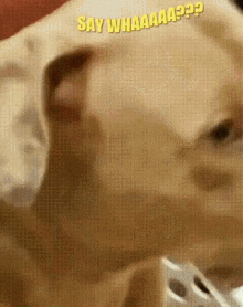 a close up of a dog 's face with the words say whaaaa ?? written on it