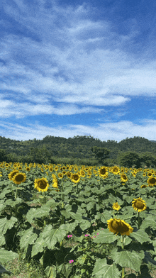 a field of sunflowers with a mountain in the background
