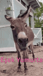 a donkey is standing in the dirt in front of a building looking at the camera .