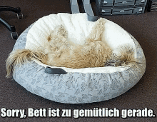 Bin Noch Im Bett GIF - Bett Gemütlich Hund GIFs
