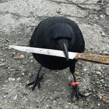 Crow With Knife GIF