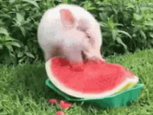 Piggy Watermelon GIF - Piggy Watermelon Food GIFs