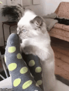 Cats Funny Cats GIF