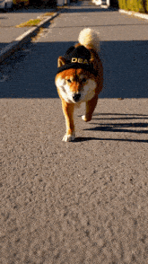 a dog wearing a black hat that says dea