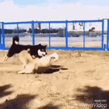 Doge Flip GIF - Doge Flip Fight GIFs