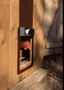 Runing Chicken Automatic Chicken Door GIF - Runing Chicken Automatic Chicken Door Chicken Door GIFs