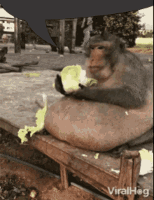 Monkey Fat GIF - Monkey Fat Speechbubble GIFs