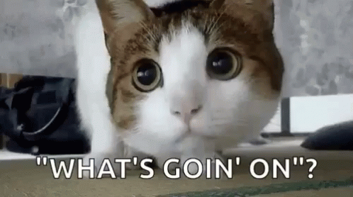 Cat Confused GIF - Cat Confused Huh GIFs