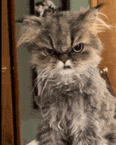 a close up of a cat 's face with an angry look on its face