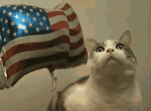 Patriotic Cat Celebrates The 4th Of July GIF - Cute Cat 4thofjuly GIFs