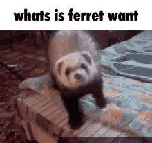 whats is ferret want whats is dog want ferret
