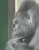 хмм обезьяна думает обезьяна мем GIF - хмм обезьяна хм думает обезьяна мем GIFs