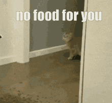 No Food Cat GIF - No Food Cat I Funny GIFs
