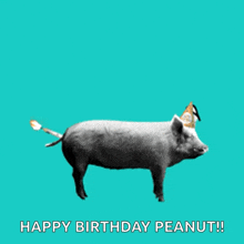 Happy Birthday GIF - Happy Birthday Pigs GIFs