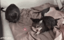 Cat Fight GIF - Cats GIFs