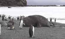 a group of penguins are standing around a dead seal on the beach .