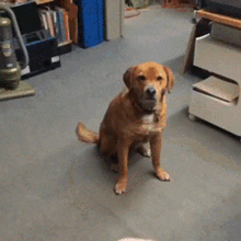 Animal Dog GIF - Animal Dog Throw GIFs