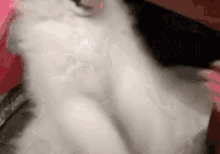 a close up of a white cat laying on a bed .