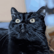 Macaronthecreator Cat GIF - Macaronthecreator Cat Iris GIFs
