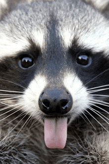 Raccoon Face GIF - Raccoon Face GIFs