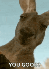 Chewing Kangaroo GIF - Chewing Kangaroo GIFs