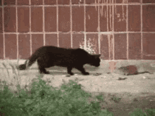 Cute Cat GIF - Cute Cat Black Cat GIFs