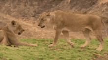 Lion Outdoor GIF - Lion Outdoor Greetings GIFs