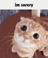 a cat with a pink nose is sitting on a table with the words `` im sorery '' written above it .