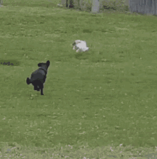 Cat Chase GIF - Cat Chase High Jump GIFs