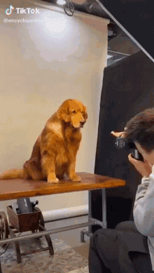 Funny Dog GIF - Funny Dog Photoshoot GIFs