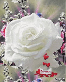 rose white rose hearts flower norme