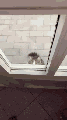 gatto cat gattominnie toctoc toc finestra