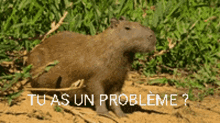 Capybara Animal GIF - Capybara Animal GIFs
