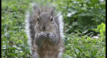 Squirrel Eating GIF - Squirrel Eating Nut GIFs
