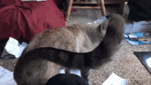a cat standing on a carpet next to a cardboard box that says nature 's touch