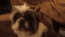 Luther Dog GIF - Luther Dog Stare GIFs