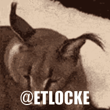 Etlocke GIF - Etlocke GIFs