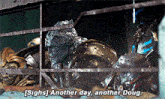 a statue in a cage with the words " sighs another day another doug " below it
