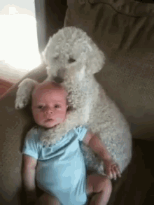 dog dogs baby babies funny