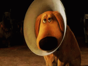 Cone Of Shame GIF - Dug Up Coneofshame - Discover & GIFs