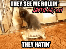 a cat is riding on the back of a turtle that says they see me rollin