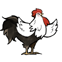 a black and white rooster with its wings spread