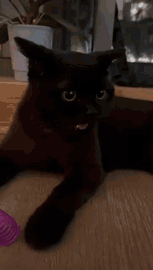 Purrcival Kitten GIF - Purrcival Kitten Cat GIFs