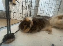 a guinea pig is laying down in a cage