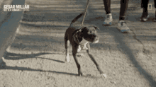Barking Dog Cesar Millan Better Human Better Dog GIF
