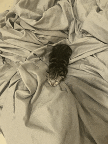 a kitten is sleeping on a bed with a blanket